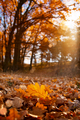 Fallen Oak Leaves under sunlight closeup autumn background - PhotoDune Item for Sale