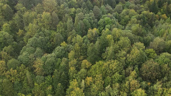 Trees in the Mountains Slow Motion. Aerial View of the Carpathian Mountains in Autumn. Ukraine