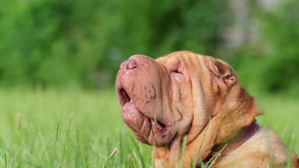 Portrait of a Shar Pei Dog on a Green Background