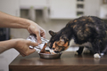 Cat eating from bowl at home - PhotoDune Item for Sale