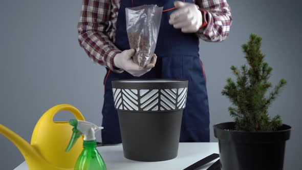 Hands of Male Gardener Transplant Small Fir Tree Into New Pot in Studio on Gray Background