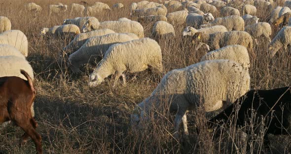 Domestic sheeps , France