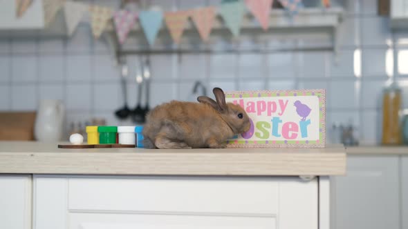 Little Easter Rabbit Sitting on Table in Kitchen