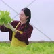 asian small business owner greenhouse hydroponic farm business owner hand hold fresh vegetable - VideoHive Item for Sale