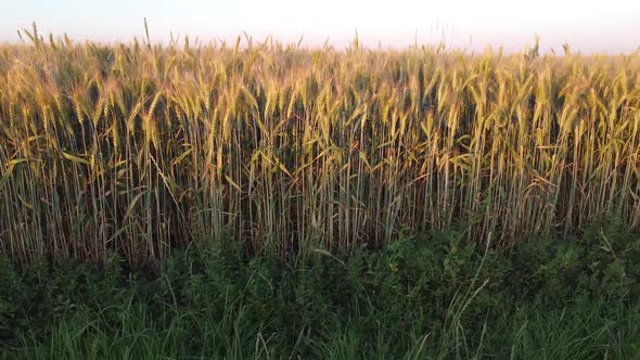 Wall with barley crops, the edge of the field under the road, ripening ears of barley.