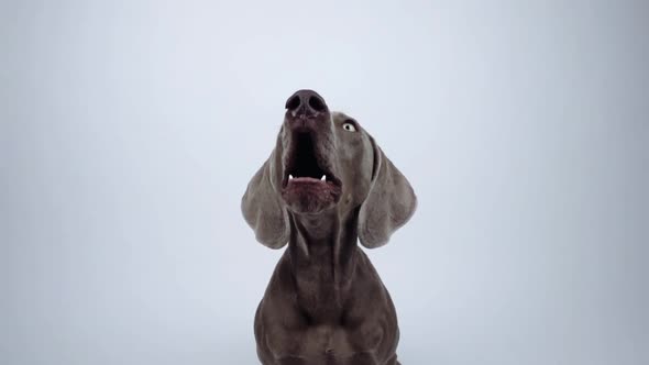 Funny Weimaraner dog catching snack in studio on white background