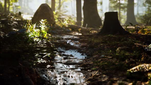 Small Creek Runs Through a Wide Valley Full of Fallen Leaves