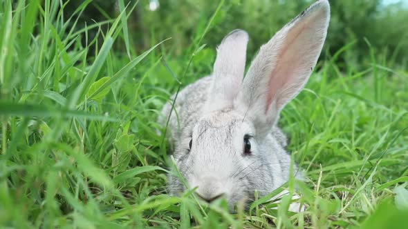 Cute Fluffy Light Gray Easter Bunny Sits on a Green Meadow in Sunny Weather Closeup