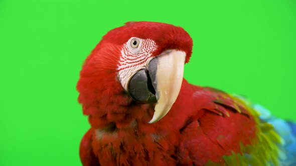 Close-up red Macaw parrot's head with coy tilted head on a green screen background