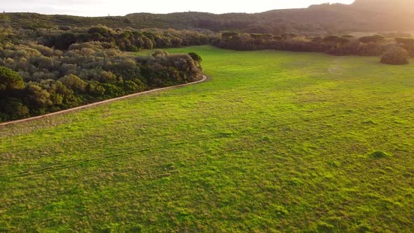 Aerial Drone View Over Green Forest