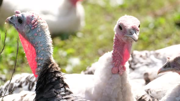 A Group of Large Turkey Birds