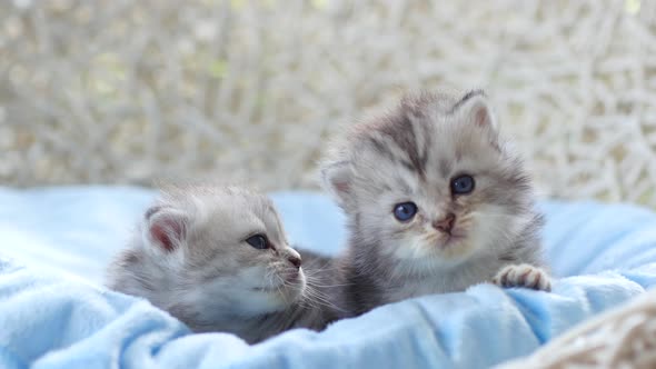 Close Up Of Scottish Kittens Sitting On Bed