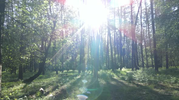 Summer Forest with Pine Trees Slow Motion