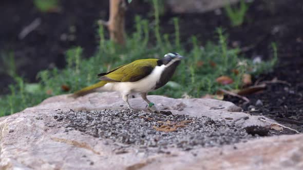 Blue-faced honeyeater grabbing a mealworm to eat