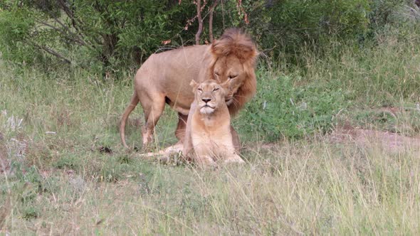Two African Lions briefly attempt to mate in tall savanna grass