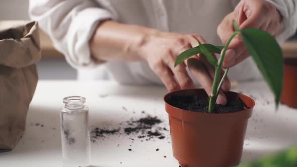 Transplanting Flowerpot In Plastic Flowerpot. Woman Transplants Flowerpot Into Larger Pot