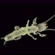 Newly born relic insect nymph Embia savignyi under a microscope. Of the family Embiidae - VideoHive Item for Sale