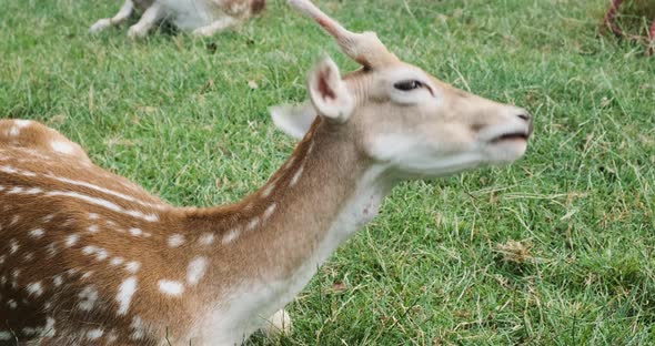 Closeup Young Sika Deer Head in Profile Eating Grass Against Background of Green Lawn in Summer