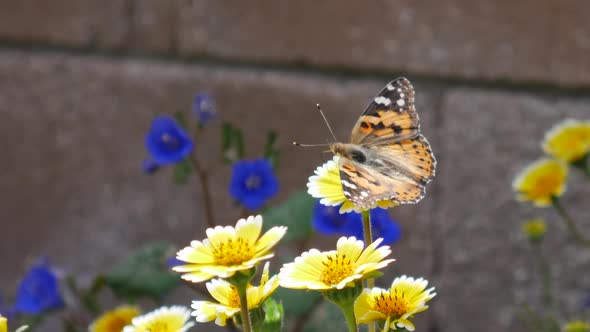 A painted lady butterfly with colorful wings feeding on nectar and pollinating yellow wild flowers S