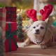 cute chihuahua dog with stylish head costume funny style smile and joyful with christmas tree - VideoHive Item for Sale