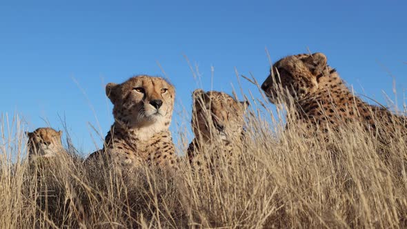 Cheetahs lay very still on breezy golden African savanna, close-up