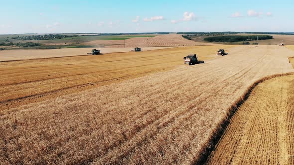 Combiners Plow a Big Field at a Farm. Aerial View of Combine Harvesting Wheat