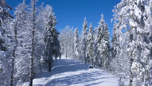 Flying Along the Path in Fabulous Winter Forest