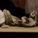 Cutting the Mushrooms - VideoHive Item for Sale