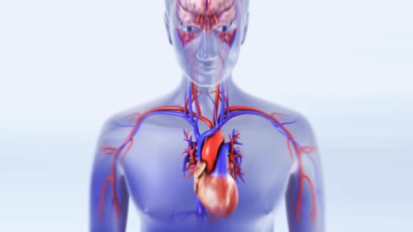 As the heart beats, it pumps blood through a system of blood vessels