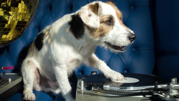 Dog Dj