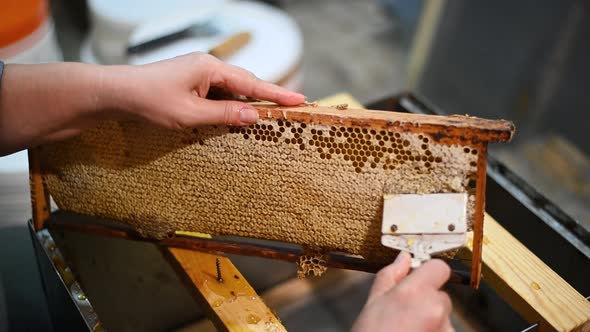 Uncovering the Honeycombs with the Scraper By Hand Honey Harvest