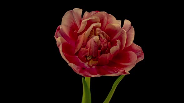 Top View Growing Red Bud Tulip Flower