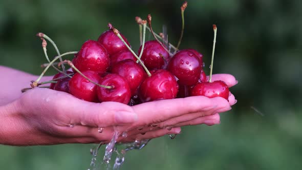 Sweet Cherries in a Woman's Hands are Washed Under Running Water
