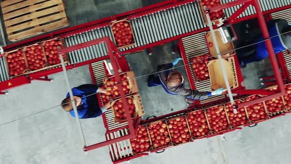 Female Employees are Sorting Tomato Boxes in a Top View