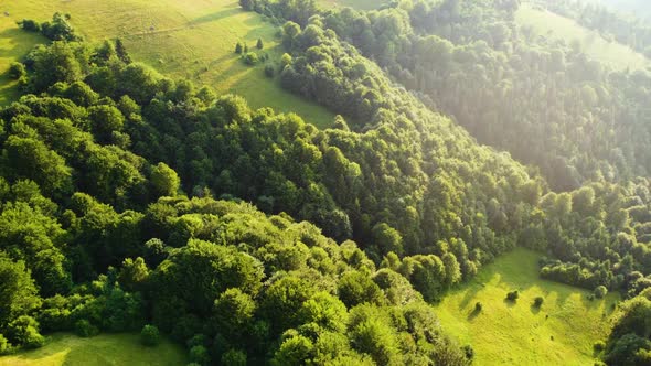 Aerial Drone View Flight Over Rural Area and Pine Tree Forest in Mountain at Sunset Sunny Weather