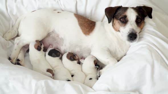 Newborn Puppies Sucking Dog Milk