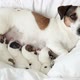 Newborn Puppies Sucking Dog Milk - VideoHive Item for Sale