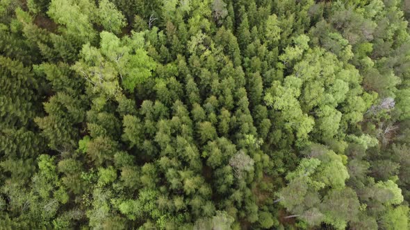 Bushy dense Kinsarvik Ullensvang municipality western Norway woods