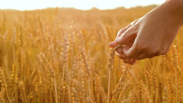 Hands Peeling Wheat Spickelets on Cereal Field