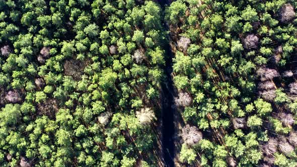 Country road in the middle of forest, aerial view