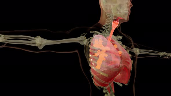 Respiratory System Lungs Anatomy Animation Concept. visible lung, pulmonary ventilation