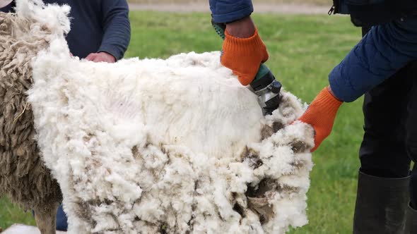 Hands of farmer cutting the wool of sheep with electric machine