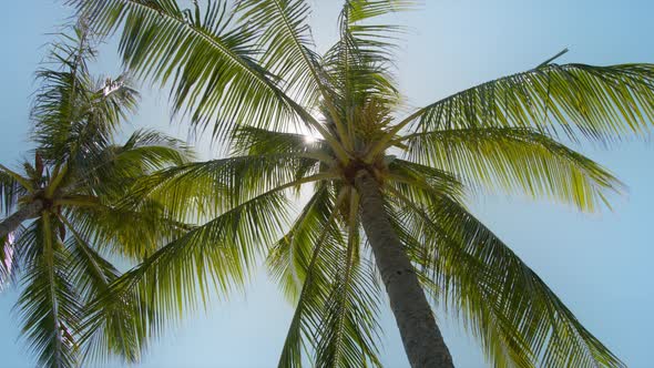 View of Palm Trees Under Blue Sky Beach on Tropical Hawaii Island RED Camera