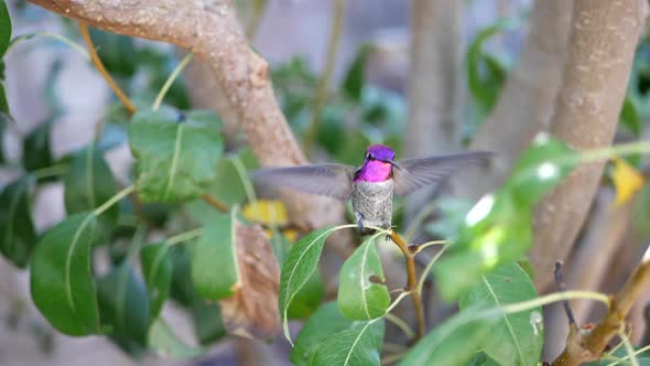 Slow motion shot of a stunning bright pink Annas Hummingbird flying and landing on a small green tre