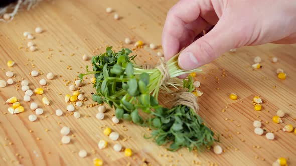 The Bunches of Bound Plants Are on the Table