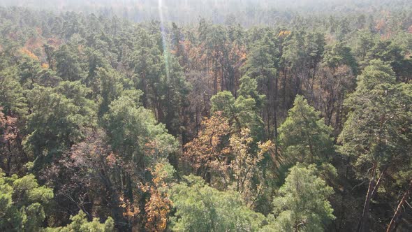 Forest with Trees in an Autumn Day