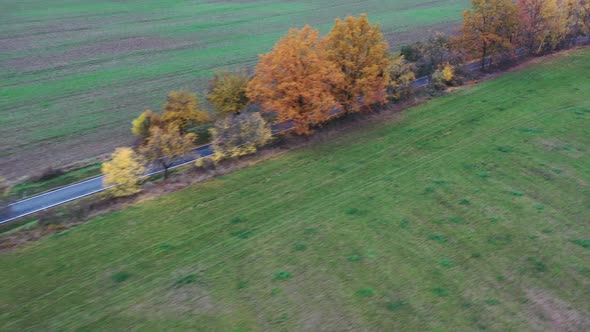 Lonely Car on Countryside Road With Trees in Sutumn Colors. Aerial View