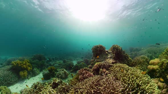 Coral Reef and Tropical Fish Underwater