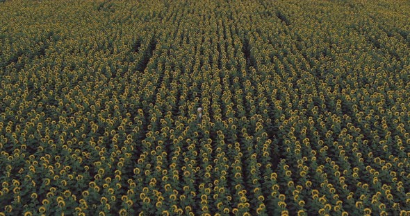 Woman in a White Hat is Walking Across the Field with Sunflowers