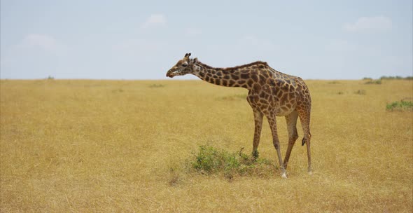 Giraffe eating in the savannah